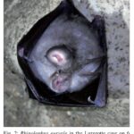 Pipistrelli: Il ferro di cavallo euriale si spinge fino in Austria