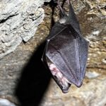 Un nuovo algoritmo rivoluziona la ricerca dei rifugi dei pipistrelli: conservazionisti e ecologi ringraziano