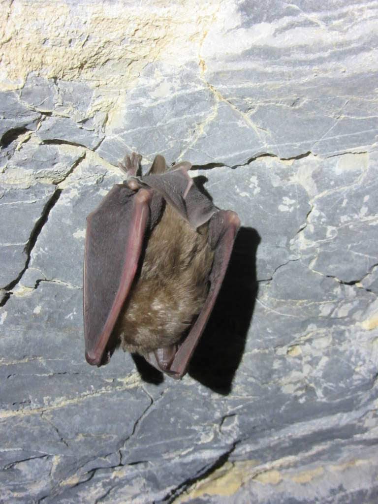 Rhinolophus hipposideros - Ferro di cavallo minore.