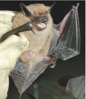 Pipistrelli Serotini Bruni