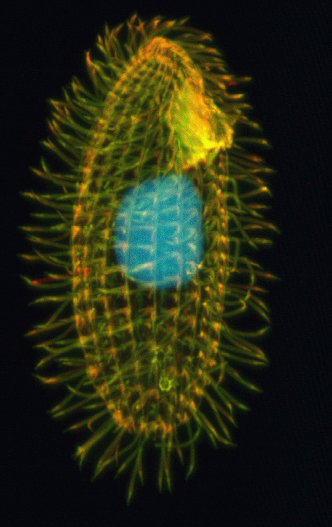 Protisti ciliati