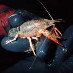 Partecipa alla ricerca sul Gambero Rosso della Louisiana e proteggi gli ecosistemi sotterranei!