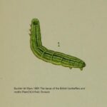 Dalle Tavole illustrate dell’Ottocento al cuore delle grotte: un viaggio nella vita segreta della Triphosa dubitata