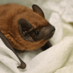 Pipistrelli in letargo: gli inverni miti spostano l’area di ibernazione verso Nord