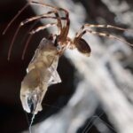 Fauna ipogea nelle miniere di Darzo: nuove segnalazioni da Galleria Santa Barbara e Galleria Impero