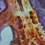 Corso di biospeleologia 2025: studiare l’ecosistema grotta con metodo scientifico