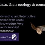 Corso Online su Pipistrelli in Inghilterra: Ecologia e Conservazione al Centro dell’Attenzione