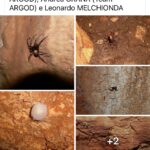Meta Bourneti, ragno troglofilo delle grotte del Gargano: caratteristiche e ciclo di vita