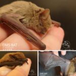 Pipistrelli in Bulgaria: due esemplari soccorsi e l’importanza della corretta gestione degli animali selvatici