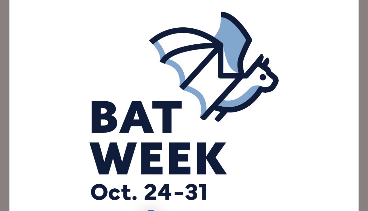 Bat Week 2026: od 24. do 31. októbra budú netopiere v centre ochrany jaskýň